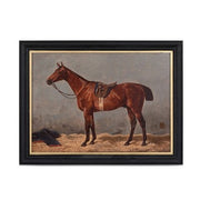 English Riding Horse