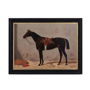 English Riding Horse
