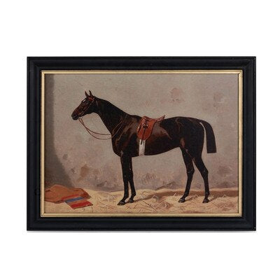 English Riding Horse